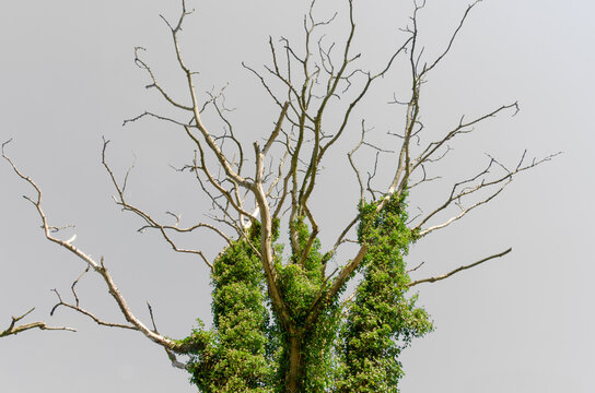 Efeu umrankt eine Baum im Herbst