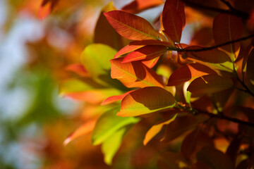 Multicolored leaves in the early spring