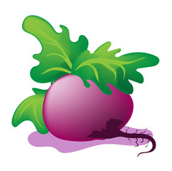 Large purple beetroot with green leaves on a light background