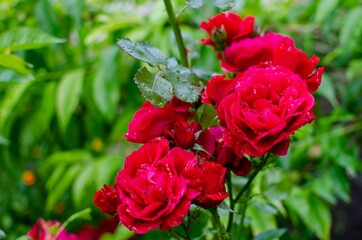red rose in garden