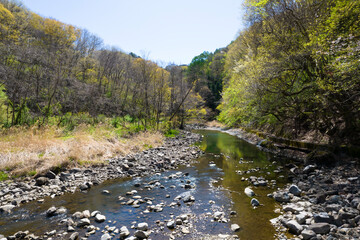 若葉が生い茂る新緑の森をドローン空撮