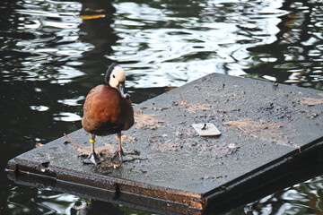 White-faced whistling duck (dendrocygna viduata) near the river