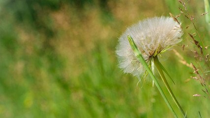 tender dandelion in a field in green grass - Tragopogon pratensis. Dandelion seed head in green meadow grass. Macro shot of seed head, delicate and beautiful Tragopogon. bokeh, close-up