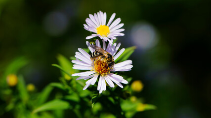 little wasp on a field daisy. insect in nature, collects pollen. field chamomile Matricaria, flowering plant of the Asteraceae family. Summer meadow, flowering blossom. close-up, macro photo