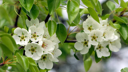 pear flowers. blooming tree in the garden. white delicate flowers and green and young leaves. Malinae, Springtide. Branches of flowering pears on a green background. close-up. pear in the forest