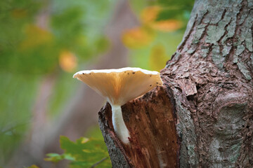 Closeup of an oyster mushroom (Pleurotus ostreatus), Norman Bird Sanctuary, Middletown, RI, USA