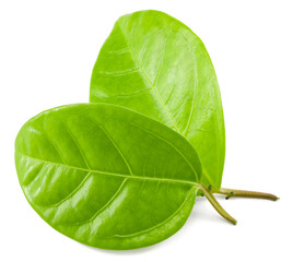 passion fruit leaves isolated on white background. clipping path