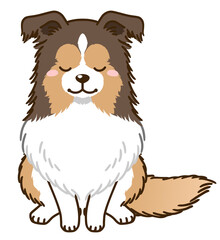 おじぎするシェルティ（セーブル）