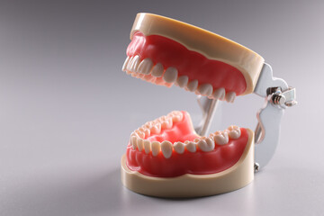 Tooth model, focus on teeth, teeth orthodontic dental model or human jaw