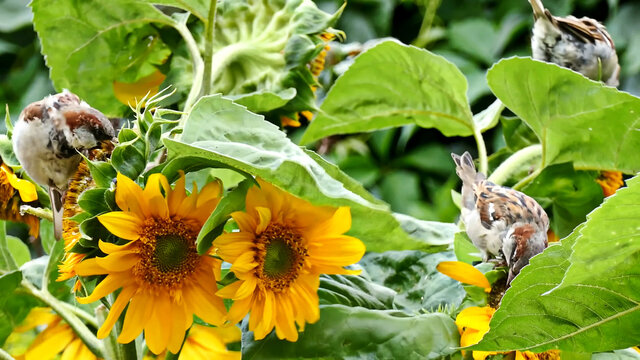 Beautiful yellow sunflower and some cocky birds are trying to get seeds from plant colorful picture green leaves closeup animals 