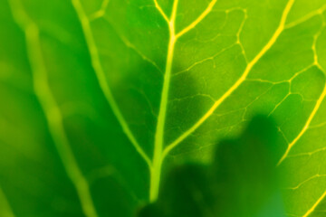 green cabbage leaf for background close up