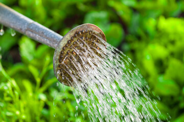 watering plants in the garden