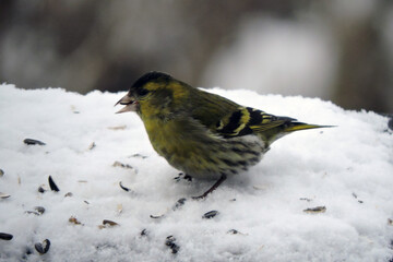 A portrait of a male Eurasian siskin sitting in snow and eating sunflower seeds
