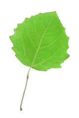 Aspen leaf isolated