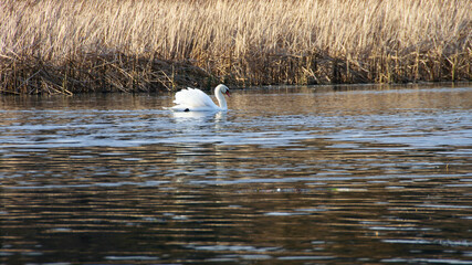 White swan on the water surface. beautiful bird swims on the river. swan in the lake. close-up, wet bird. nature, habitat. autumn season. dry reeds, Scirpus