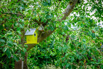 Birdhouse in tree