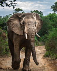 Fototapeta na wymiar Elephant bull in the road / Makuleke - Pafuri, Northern Kruger National Park, South Africa