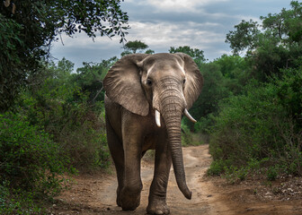 Big elephant bull walking in the road towards the photographer, Kruger National Park, South Africa
