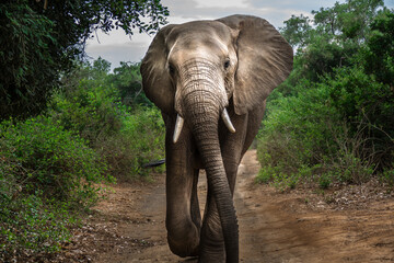 Fototapeta na wymiar Big Elephant in the Limpopo riverine forest, walking towards the photographer