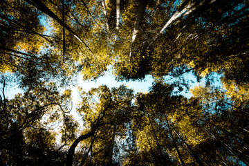 autumn in the forest