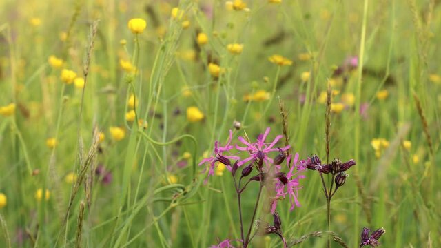 Close-up of flowering  flos-cuculi or Ragged robin flower in green flowering meadow
