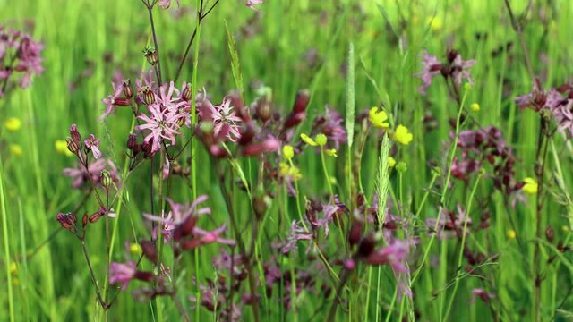 Close-up of flowering  flos-cuculi or Ragged robin flower in green flowering meadow
