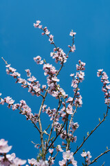 blooming sakura on a sunny day in spring