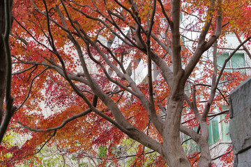 紅葉のある公開空地　東京、赤坂6丁目の街の風景