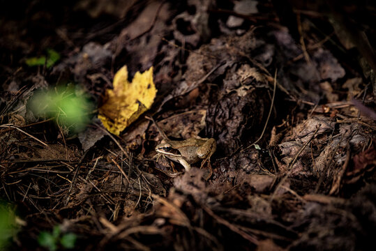 Wood frog at the Massasoit State Park in Taunton, Massachusets, USA