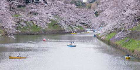 桜　千鳥ヶ淵　ボートに乗ってお花見