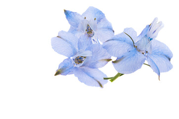 flower of blue wild delphinium isolated