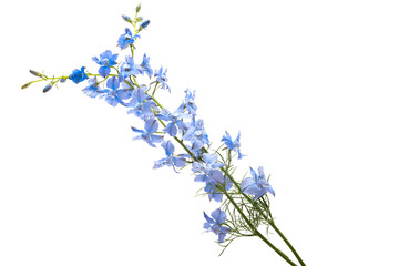 flower of blue wild delphinium isolated