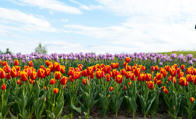 beautiful tulips in the park on a sunny day in spring