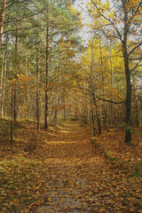 forest in the Swietokrzyski Mountains