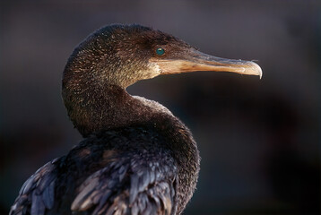 Flightless cormorant
