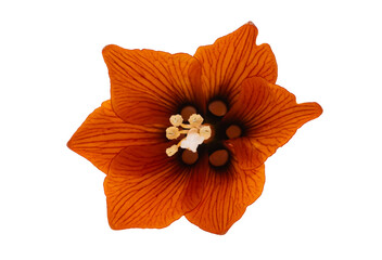 hazel grouse flower isolated