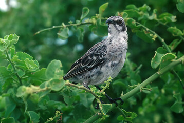 Galápagos mockingbird