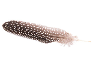 colored pheasant feathers isolated