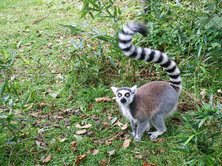Maki monkey on the ground looking at the viewer. interested and playful are the black and white monkeys.
