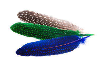 colored pheasant feathers isolated