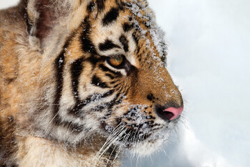 A portrait of a young tiger in profile on the right is covered in sparkling snow.