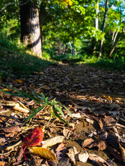 Fototapeta premium Fallen leaves in a nature park path (Tamagawadai park, Ota-ku, Tokyo, Japan)