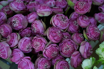 Obraz premium Lotus flowers decoration for temple and Thai people also use lotus flowers to worship