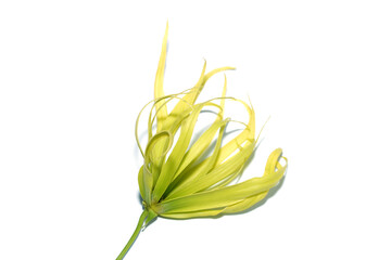 Close up Ylang-ylang flower on white background.