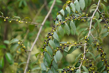 Close up Jackal Jujube fruit on branch.