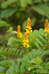 Close up Ringworm bush flower with blur background.