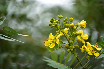 Close up flower of Cassod tree, Thai copper pod with blur background.