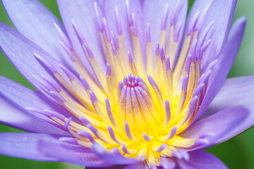 Close up water lily flower.