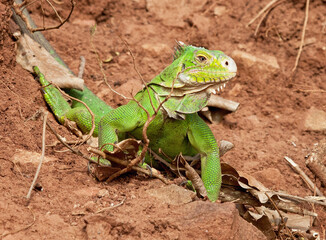 Closeup of a beautiful green common Iguana standing on tree branches
