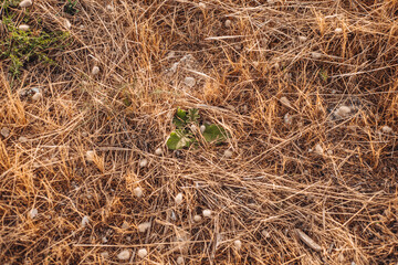 Dried plants covering the countryside in Gagliano del Capo, Puglia region, Italy